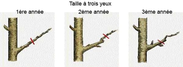 Taille à 3 yeux d'un poirier