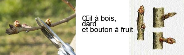 Taille œil à bois d'un poirier