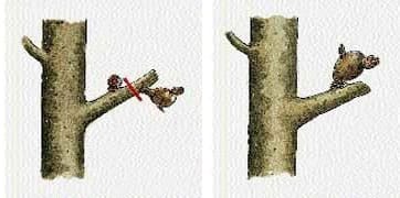 Schéma de la taille au-dessus du bouton à fleur d'un poirier