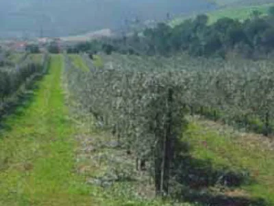Favolosa variété d'olivier pour culture intensive en haie fruitère.