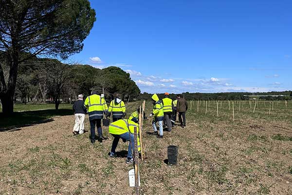 Plantation d'un hectare (400 unités) de pistachier à la Source Perrier de Vergèze dans le Gard