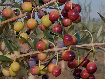 Variété d'olivier arbequina