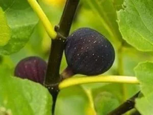 arbre fruitier figuier Barbantanne