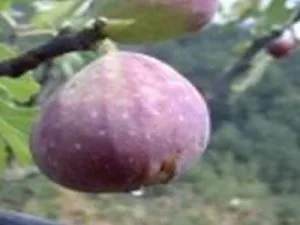 arbre fruitier figuier aubergine