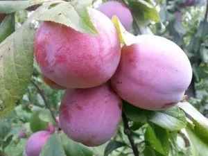 arbre fruitier Prune pink jewell