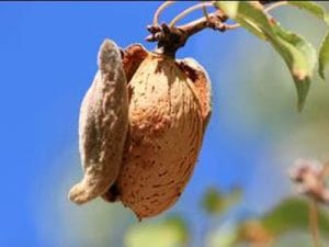 arbre fruitier amandier Bartre
