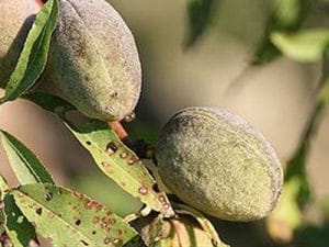 arbre fruitier amandier Beraude dure
