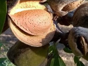 arbre fruitier amandier banquette du couteau