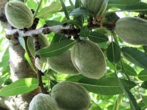 arbre fruitier amandier ferrastar