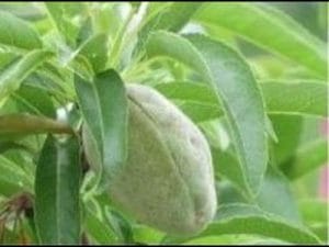 arbre fruitier amandier flour en bas