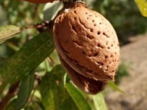 arbre fruitier amandier marcona