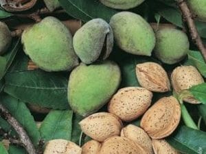arbre fruitier amandier marinada
