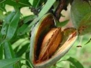 arbre fruitier amandier princesse