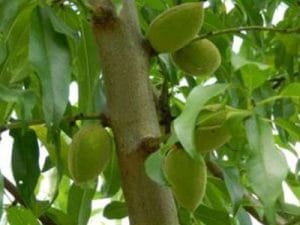 arbre fruitier amandier supernova