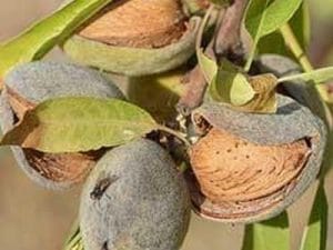 arbre fruitier amandier vario