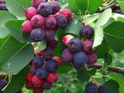 arbre fruitier amelanchier