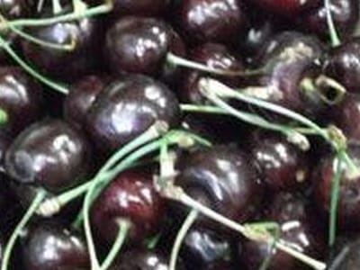 arbre fruitier cerisier Bigarreau Belge