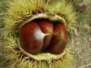 arbre fruitier châtaignier bouche de betizac