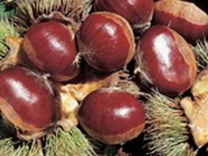 arbre fruitier châtaignier bouche rouge