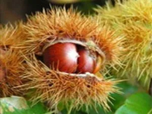 arbre fruitier châtaignier marron doré de lyon