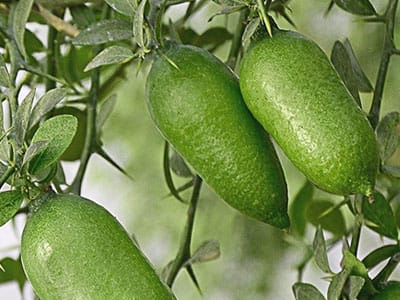 arbre fruitier citronnier caviar vert