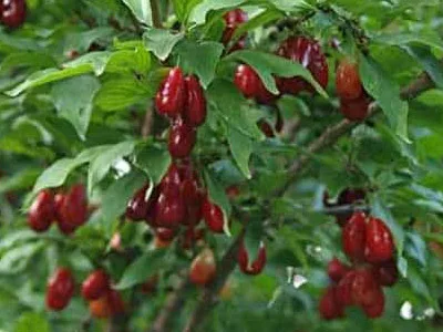 arbre fruitier cornus mas, cornouiller mâle