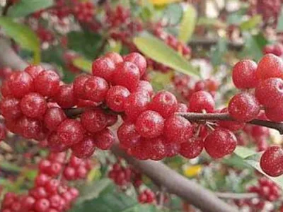 arbre fruitier elaeagnus umbellata jewel