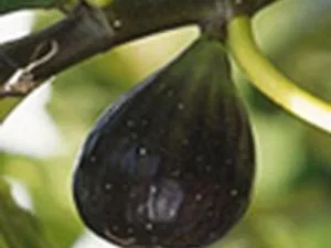 arbre fruitier figuier bellone
