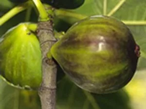arbre fruitier figuier dauphine