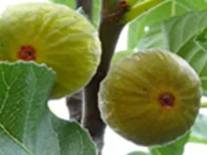 arbre fruitier figuier goutte d'or