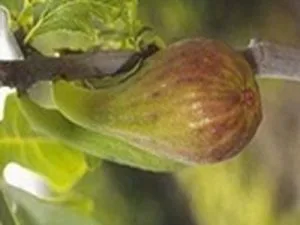 arbre fruitier figuier longue d'août