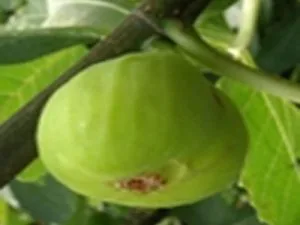 arbre fruitier figuier noire de caromb