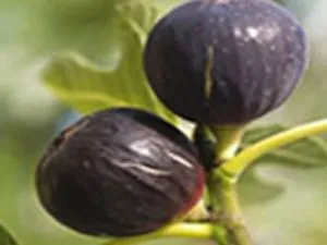 arbre fruitier figuier ronde de bordeaux