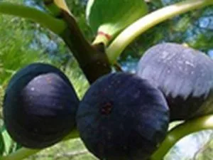 arbre fruitier figuier violette de sollies