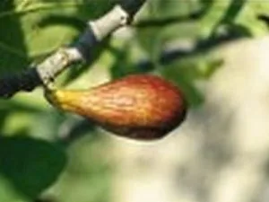 arbre fruitier figuier brown turkey