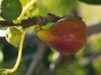 arbre fruitier figuier brunswick