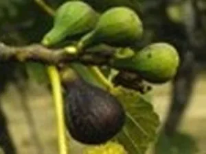 arbre fruitier figuier col de dame noir