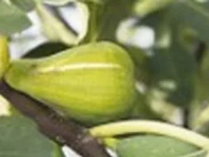 arbre fruitier figuier dalmatie