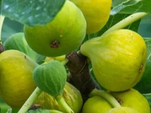 arbre fruitier figuier de marseille