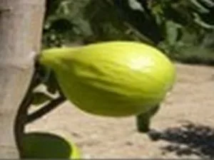 arbre fruitier figuier dotatto ou cosenza