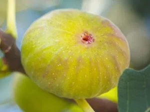 arbre fruitier figuier marseille ou couille du pape ou blanquette