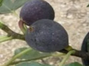 arbre fruitier figuier negronne