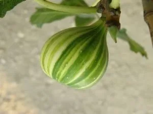 arbre fruitier figuier panachée