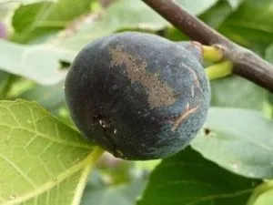 arbre fruitier figuier pastilliere