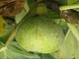 arbre fruitier figuier sucrette