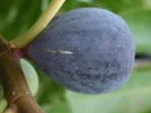 arbre fruitier figuier sultane