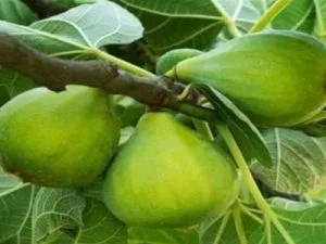 arbre fruitier figuier troiano