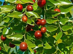 arbre fruitier jujubier