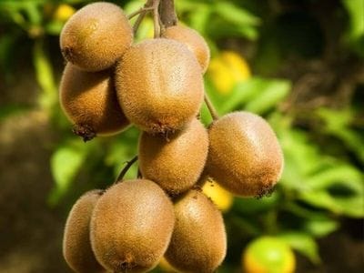 arbre fruitier kiwi solo