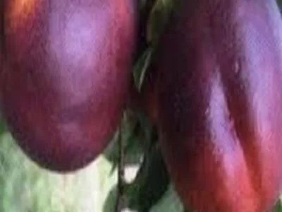 arbre fruitier nectarine brugnon d'août